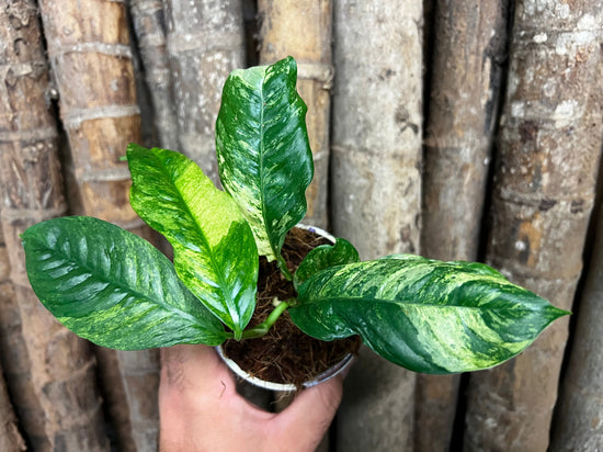 Rhaphidophora perbula &