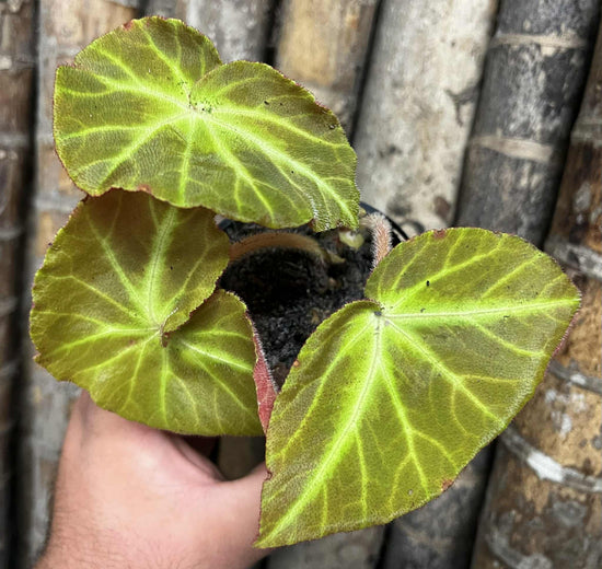 Begonia &