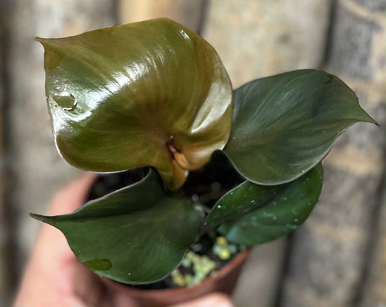 Philodendron &