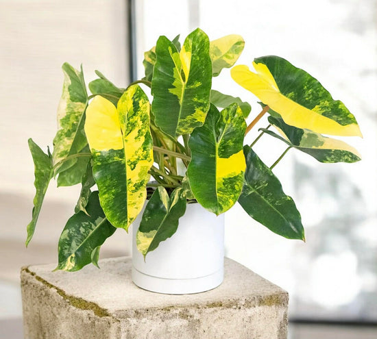Philodendron &