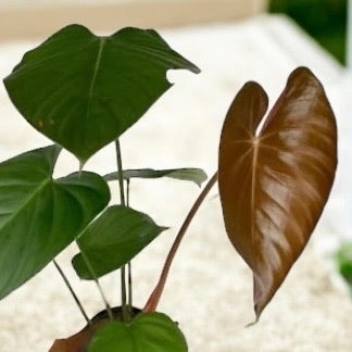 Philodendron &