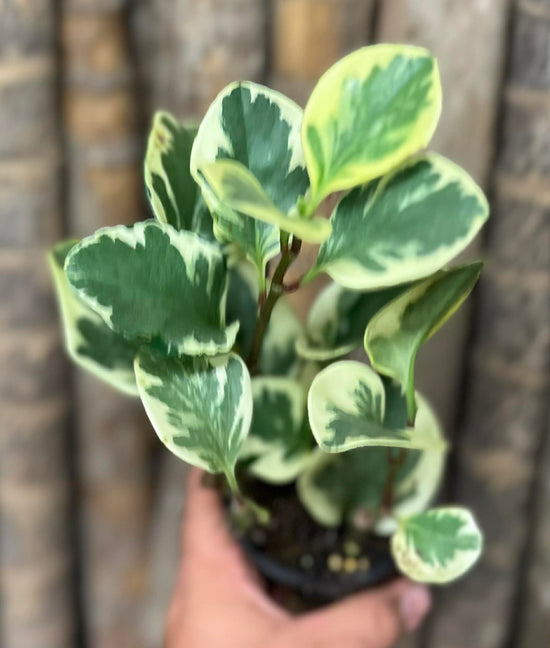 Peperomia &