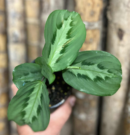 Maranta &