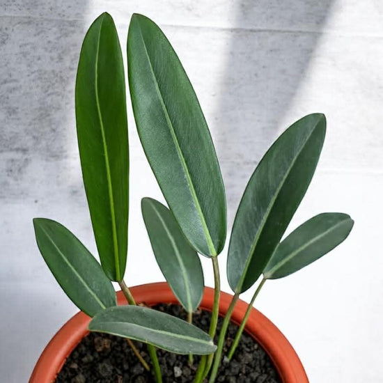 Philodendron &