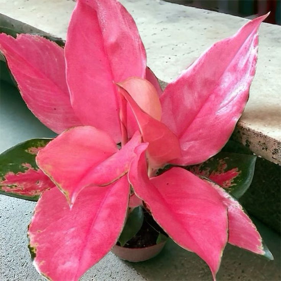 Aglaonema &