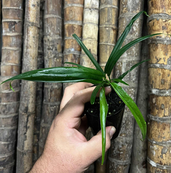 Philodendron &