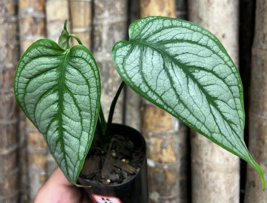 Monstera &