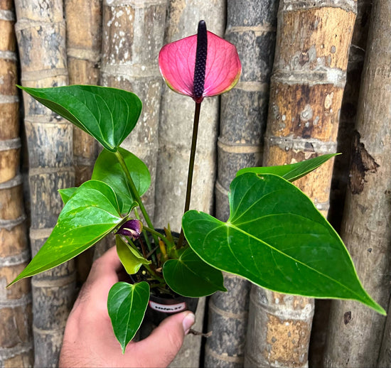 Anthurium &