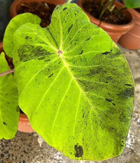 Colocasia &
