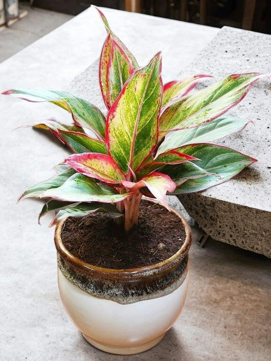 Aglaonema &