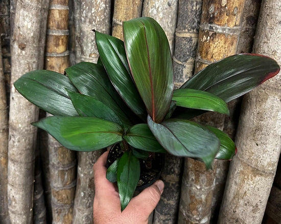 Cordyline &