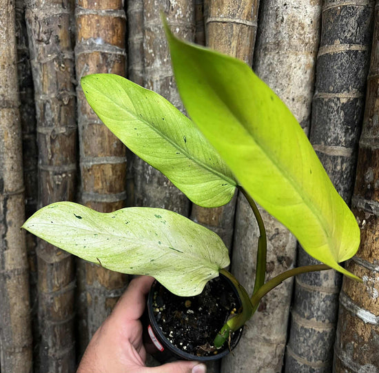 Philodendron &