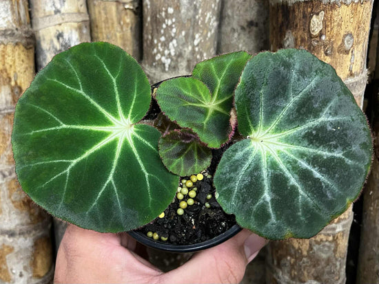 Begonia &