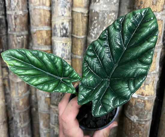 Alocasia &