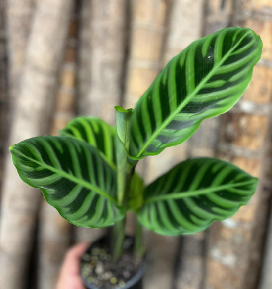 Calathea &