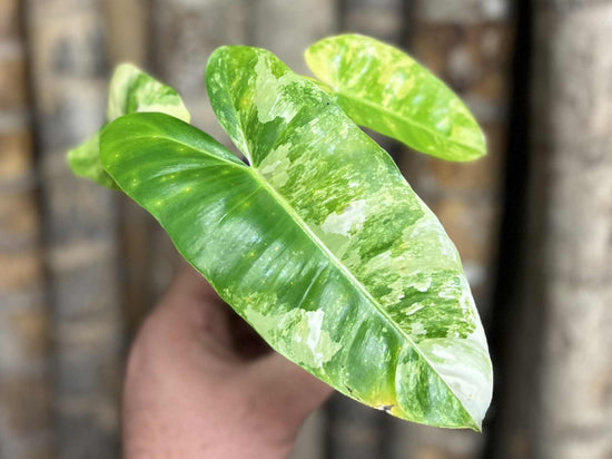 Philodendron &