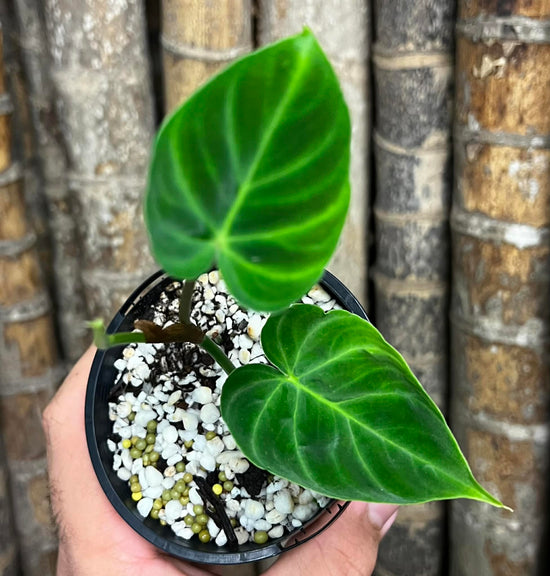 Philodendron verrucosum &