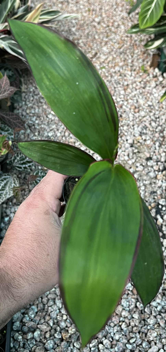 Cordyline &