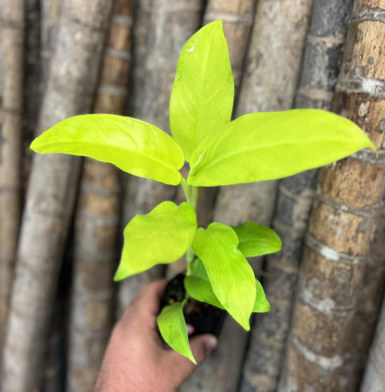 Philodendron &