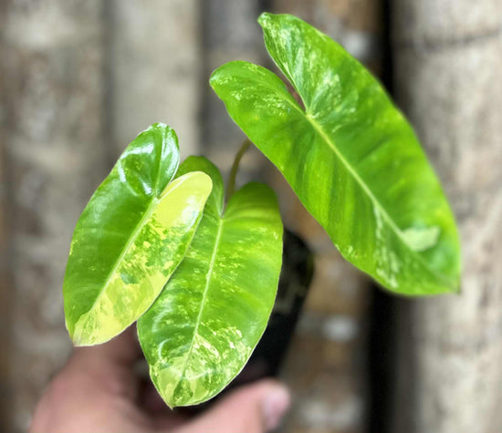 Philodendron &