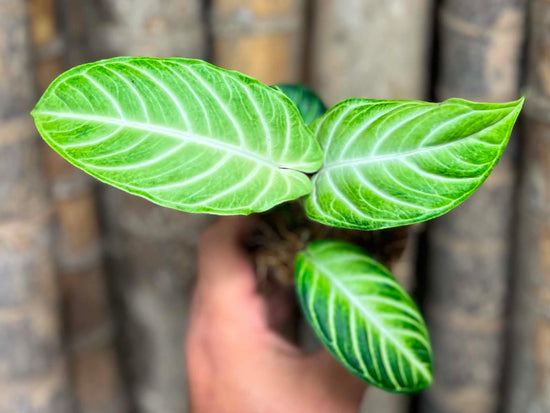 Phyllotaenium lindenii &