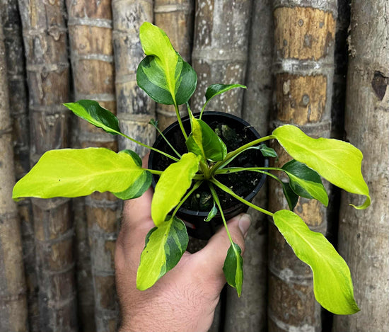 Philodendron &