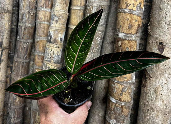 Aglaonema &
