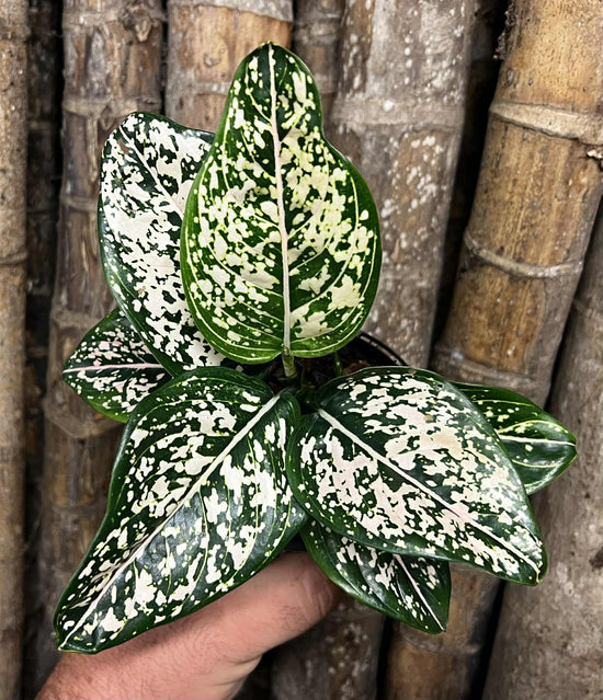 Aglaonema &