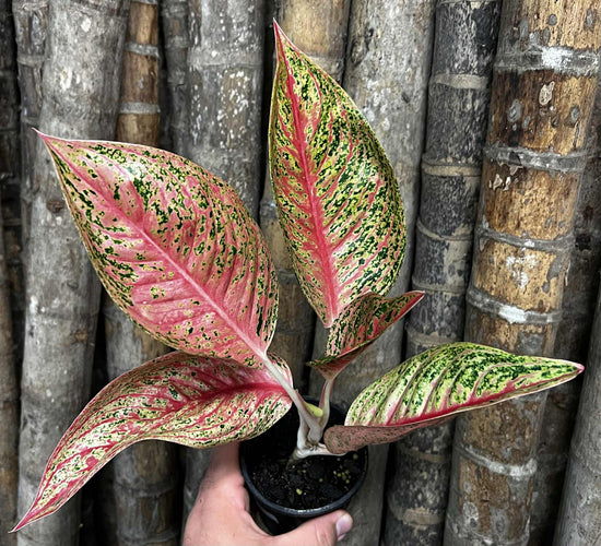 Aglaonema &