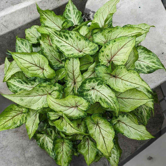 Syngonium &