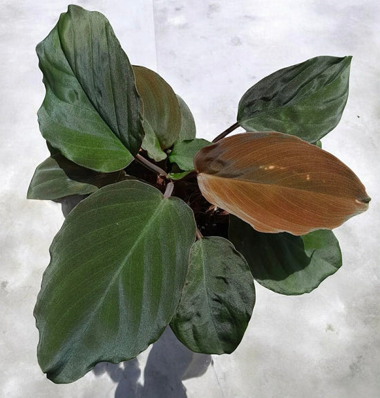Homalomena humilis &