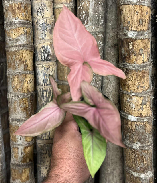 Syngonium &