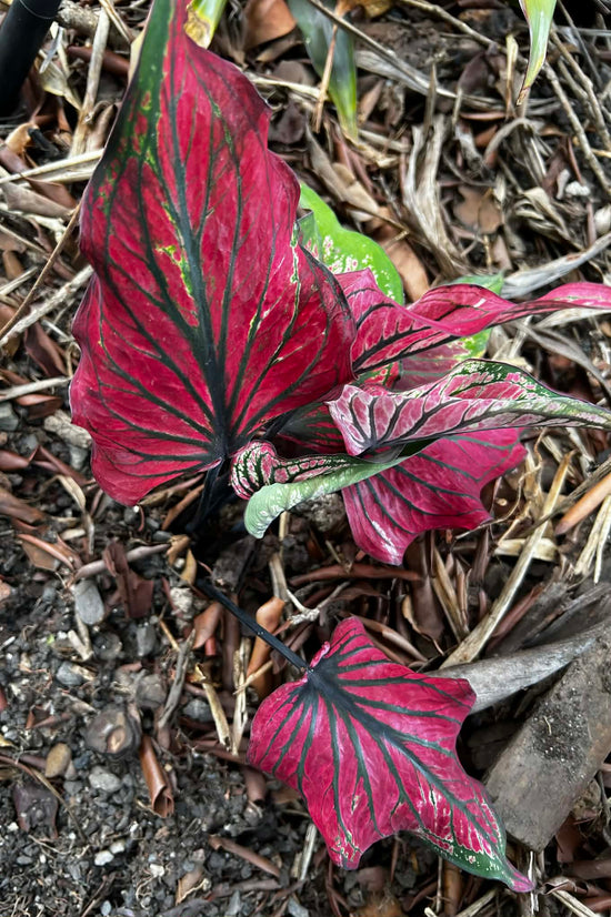 Caladium &
