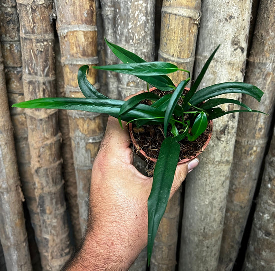 Philodendron &