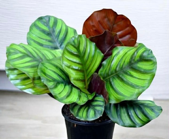 Calathea &