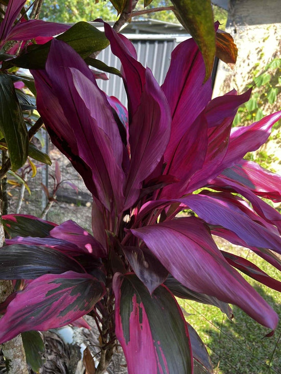 Cordyline &