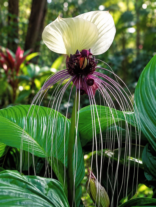 Tacca integrifolia - Bat Plant &