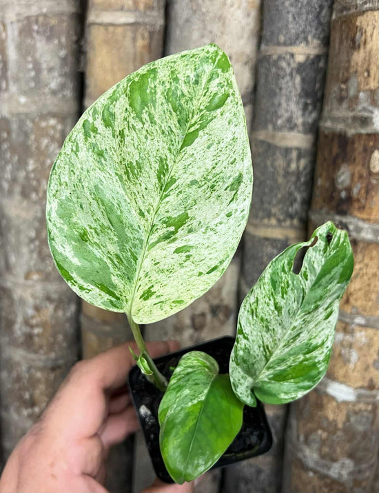 Epipremnum pinnatum &