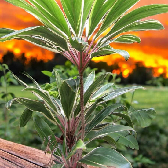 Cordyline &