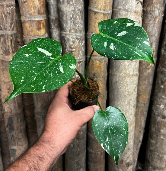 Monstera &