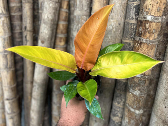 Philodendron &