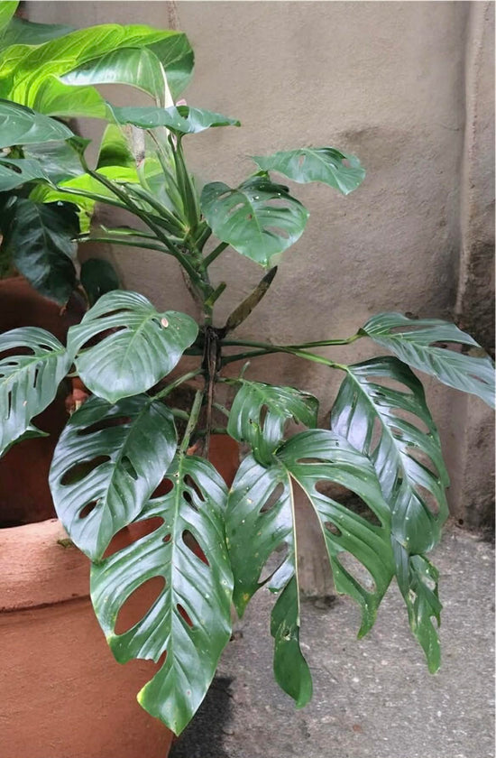 Monstera &