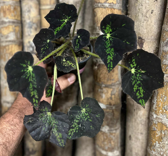 Begonia &