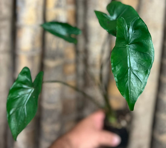 Alocasia &