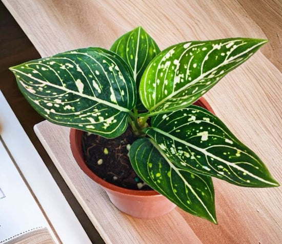 Aglaonema &