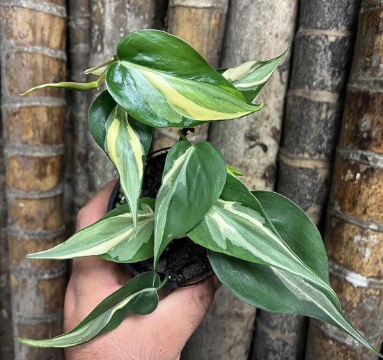 Philodendron &