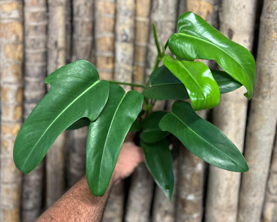 Philodendron &