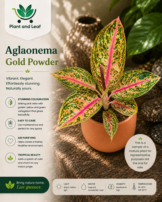 Aglaonema &