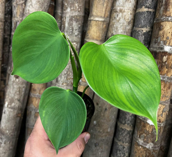 Philodendron &
