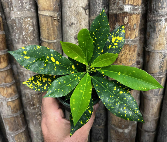 Croton &